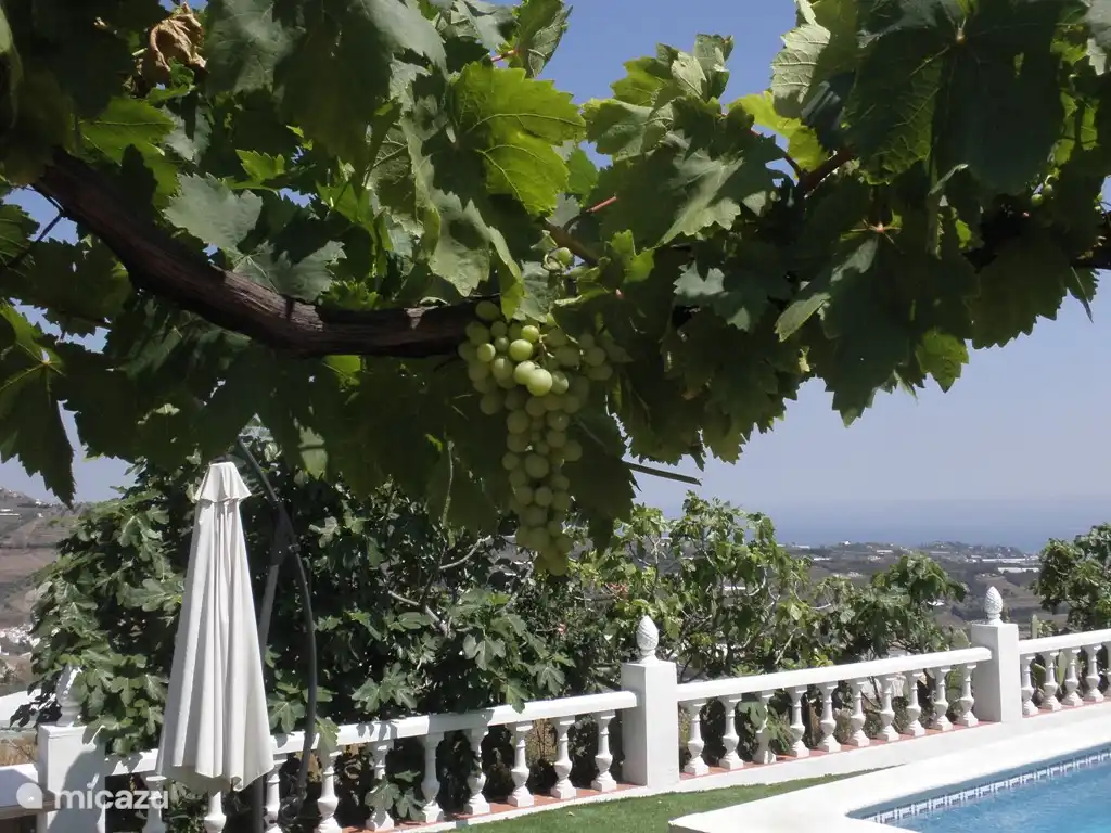 Eerst zwemmen, en dan een druif uit een van de 3 druivenbomen happen.