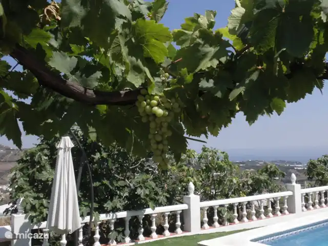 Vitoria Vue mer, piscine et aire de jeux | Espagne, Andalousie, Algarrobo - villa Nagez d'abord, puis attrapez un raisin sur l'un des 3 raisiniers.