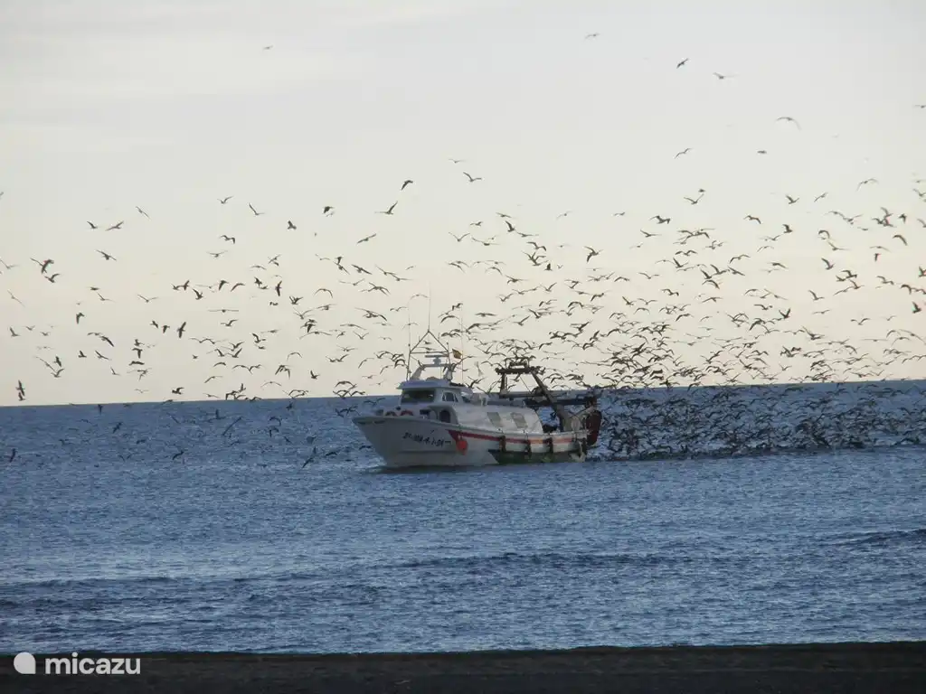 Elke avond met zonsondergang varen de vissersbootjes uit. Te zien vanaf de veranda of dichterbij vanaf Caleta De Velez.