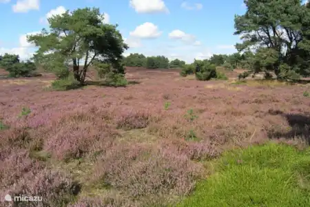 Itterbecker Heide