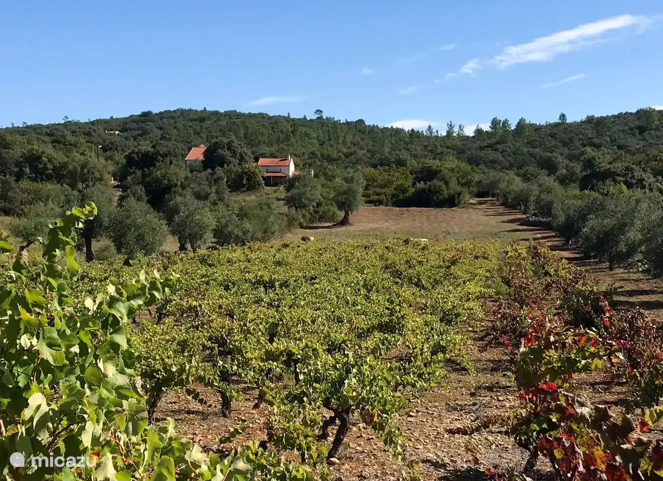 Blick vom Traubenfeld auf das Ferienhaus.
