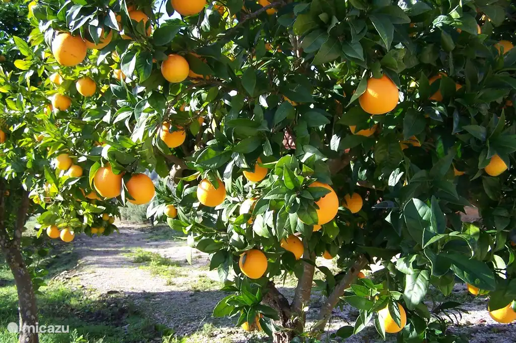 Im Frühjahr viele Orangen im Ferienhaus. Natürlich können Sie als Gast so viel auswählen, wie Sie möchten.