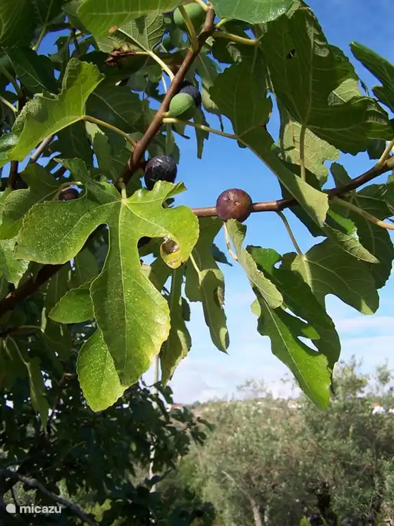 Feigen reif und bereit zu pflücken. Sie sind im Herbst auf dem Grundstück des Ferienhauses voll präsent.
