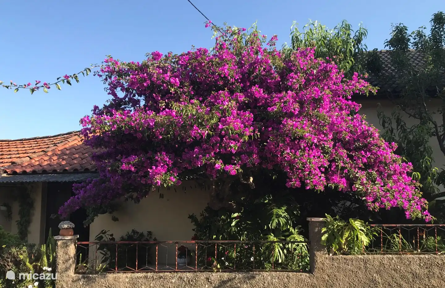 Bougainville auf dem Weg zum Naturschwimmbad Agroal