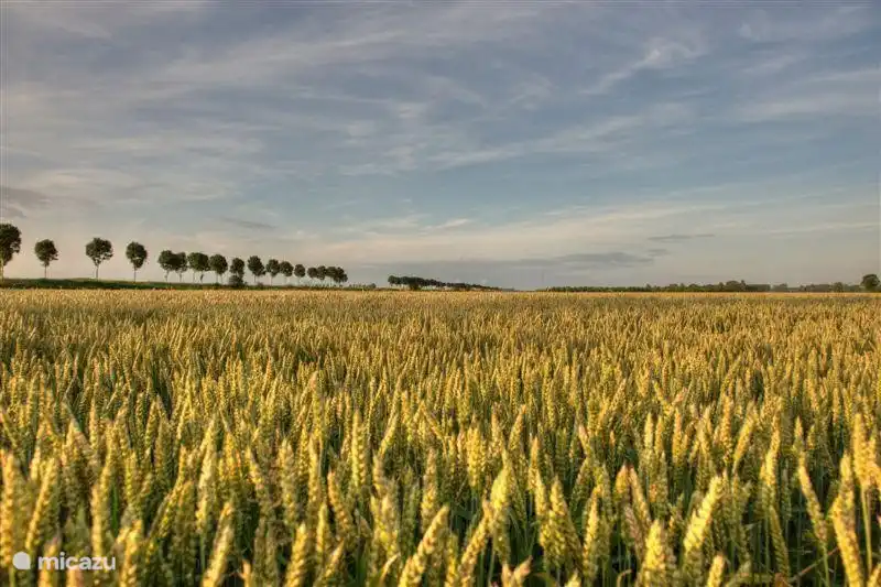 Vue du jardin dans les champs : notre champ de blé à côté de Hof Statendijk