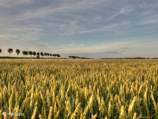 Hof Statendijk | Pays-Bas, Zélande, IJzendijke - ferme Vue du jardin dans les champs : notre champ de blé à côté de Hof Statendijk