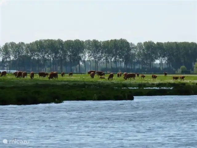 Hof Statendijk | Pays-Bas, Zélande, IJzendijke - ferme Calanques