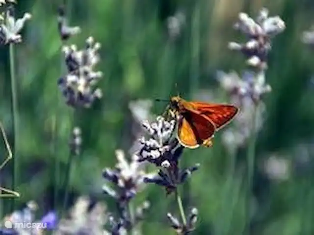 landhuis / kasteel huren in Frankrijk, Lot, Pern – Château Fabre Vieux Een vlinder in juni op onze Lavendel struikjes voor Maison Escalier.
Papillon en juin aux lavandes devant Maison Escalier