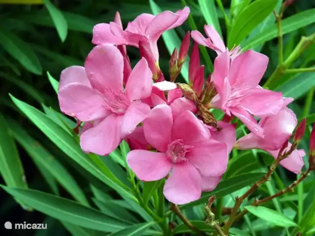 landhuis / kasteel huren in Frankrijk, Lot, Pern – Château Fabre Vieux Bloeiende Oleander
Laurier-rose en fleurs