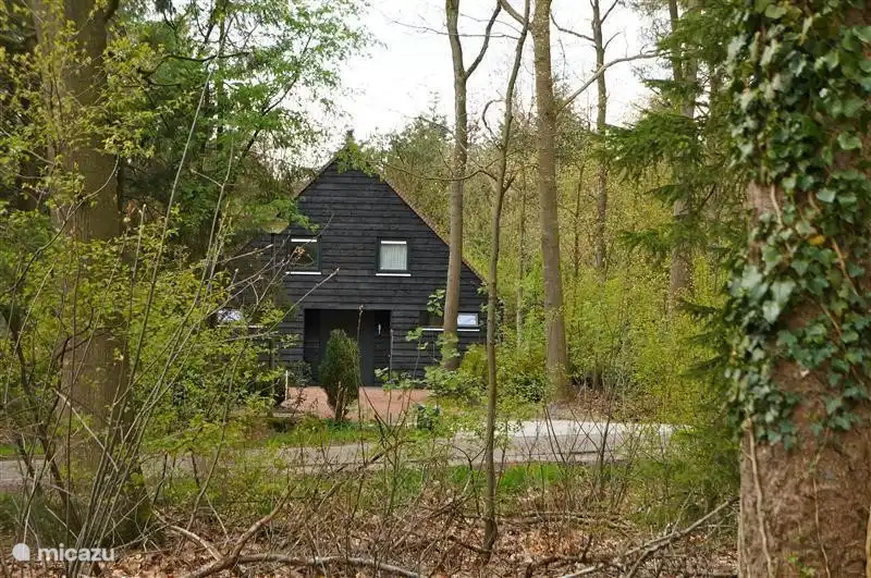 Hidden in the forest