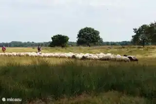 Sheep arrival afternoon between 4 and 5