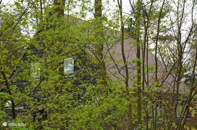The house was built in the forest, forest in this part of the Frisian Drentse forest.