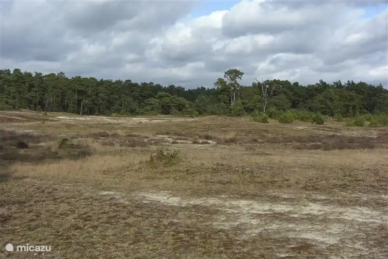 Heide und Dünen in der Nähe.