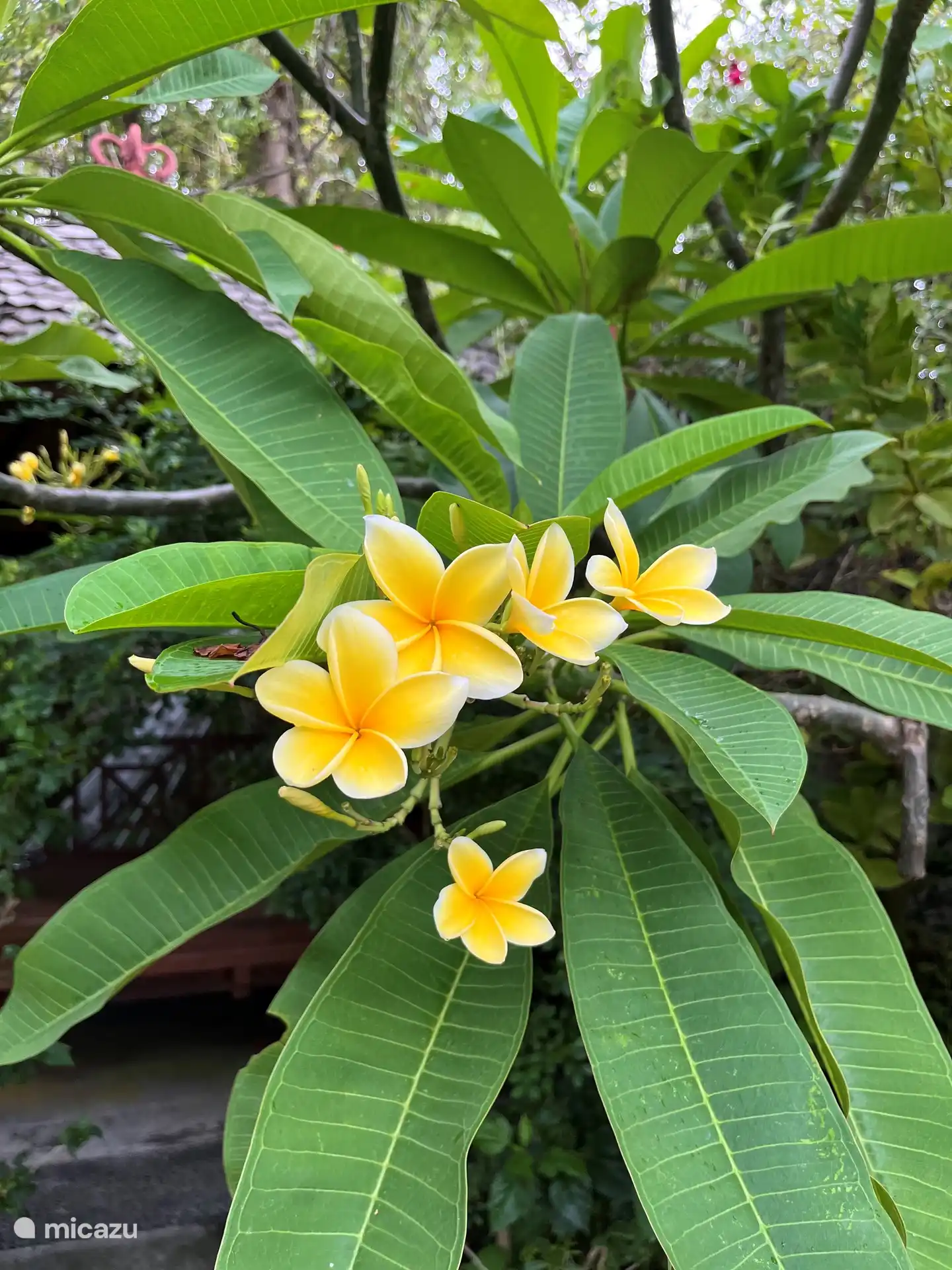 Frangipani bushes in the garden