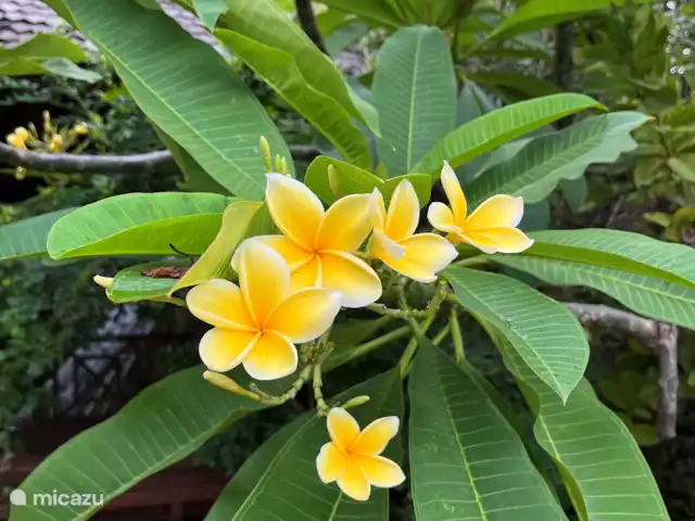 Residencia de la colina de Samuh en Indonesia, Bali, Amlapura - villa Arbustos de frangipani en el jardín