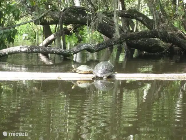 villa huren in Verenigde Staten, Florida, Spring Hill – Villa met zwembad in Spring Hill Of je huurt een kano in een van de vele natuurparken, zodat je de diverse dieren van dichtbij kunt ontmoeten, zoals deze schildpadden