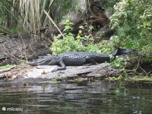 villa huren in Verenigde Staten, Florida, Spring Hill – Villa met zwembad in Spring Hill of alligators. .