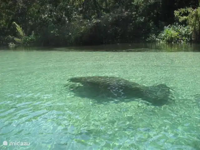 villa huren in Verenigde Staten, Florida, Spring Hill – Villa met zwembad in Spring Hill of je huurt een kano op een andere rivier (slechts 20 min. rijden) en ontmoet de vriendelijke zeekoeien. zwemmen is hier wel mogelijk en is met deze dieren een onvergetelijk mooie ervaring.