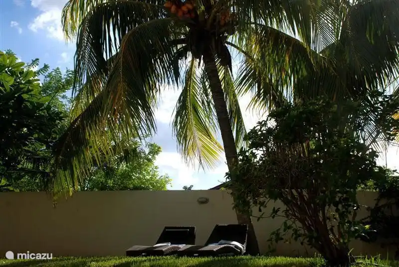 Im Schatten unter Palmen