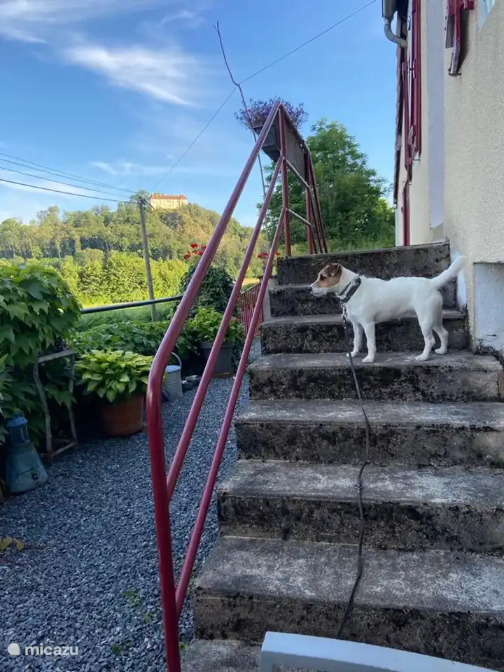 Uw hond is bij ons van harte welkom!