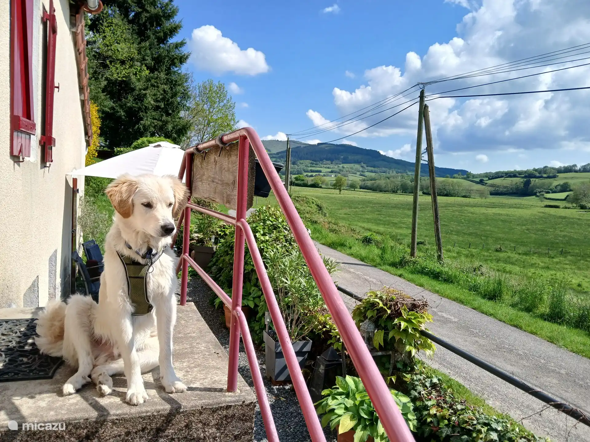 Honden zijn van harte welkom in Le Verne!