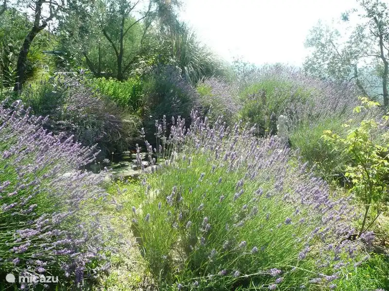 Lavendel gibt es zuhauf. Hier in einem kleinen Teich.