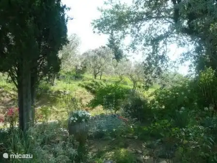 aus dem großen Teich bestaunen den Oliven lane