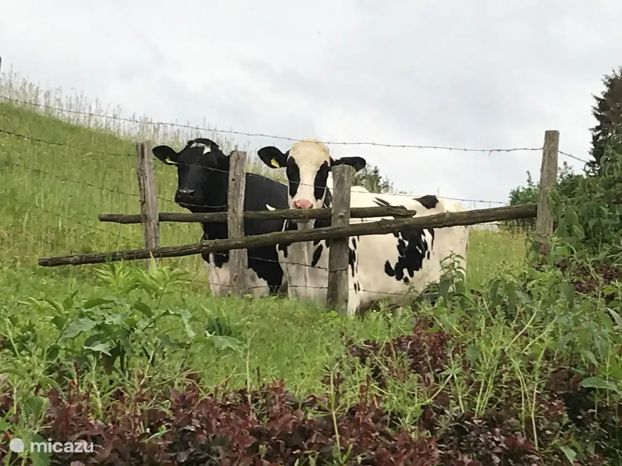 Boven op de berg komen af en toe wat nieuwsgierige koeien kijken. 