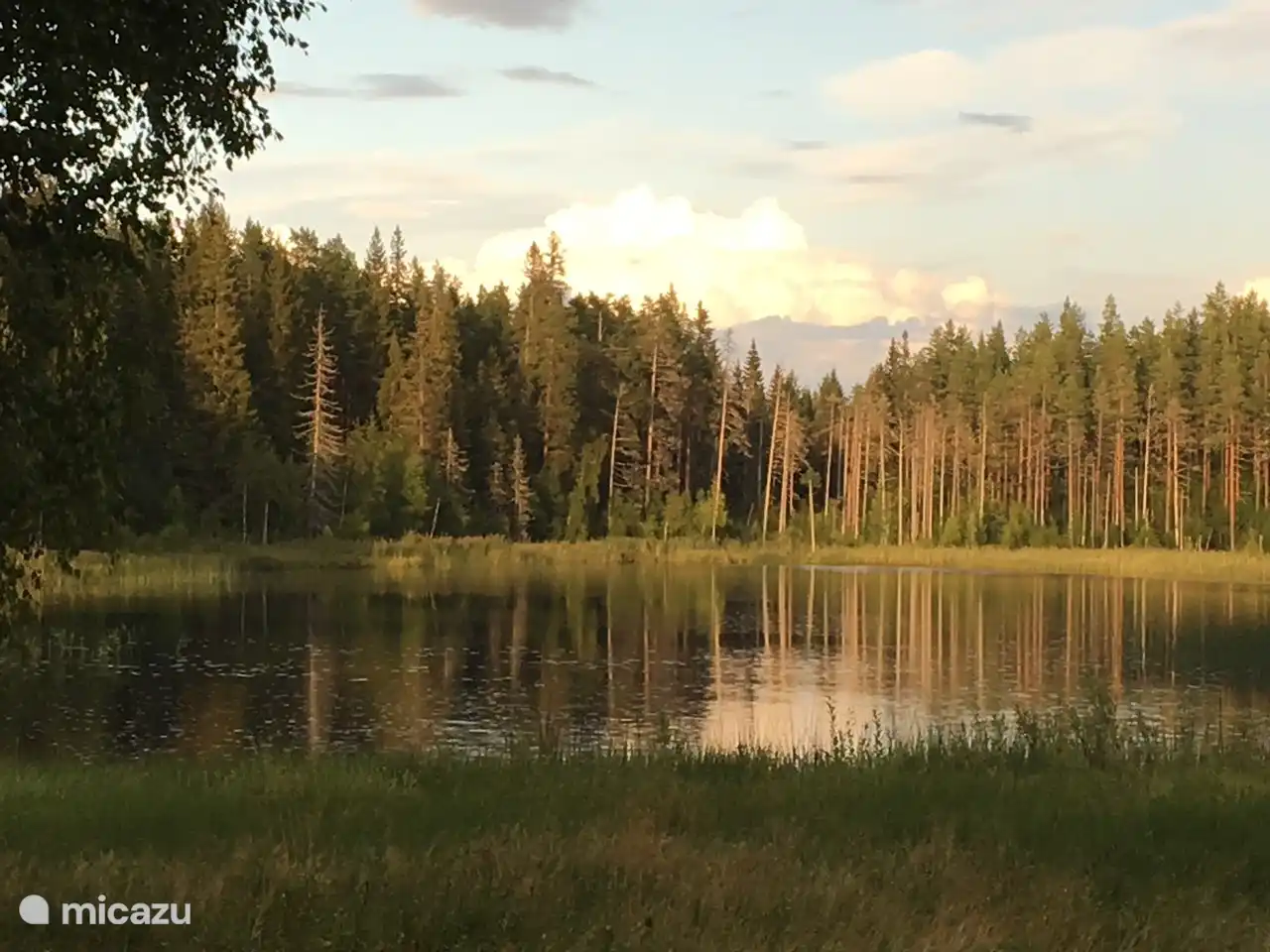 Vögel landen oft im See im Hinterhof und wir sahen einen Elch schwimmen