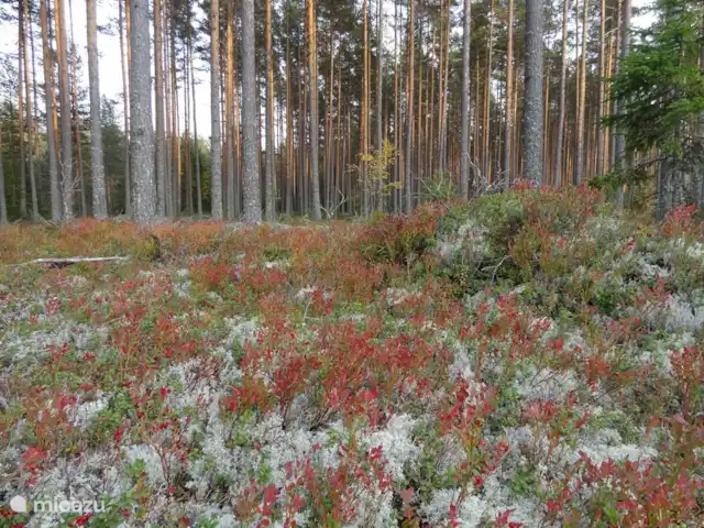 Alvsjo Herrgarden | Suède, Värmland, Filipstad - ferme Les plus belles couleurs d'automne