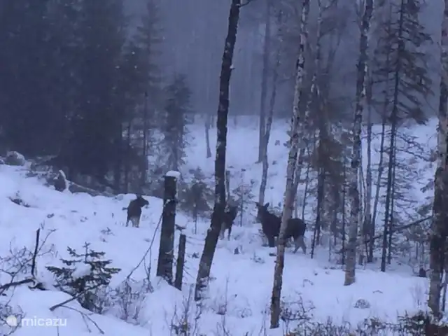 Alvsjo Herrgarden | Suède, Värmland, Filipstad - ferme Elk dans le jardin.