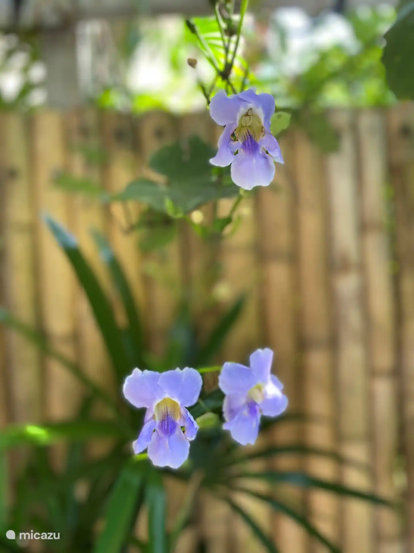 Die wunderschönen lila Blumen hängen über der Pergola am Teich