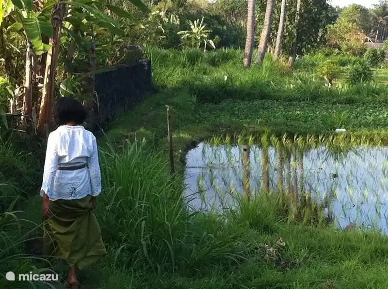 etwa 100 Meter hinter dem Haus kurz vor dem Meer, hinter dem Tempel, ein schönes Bild.