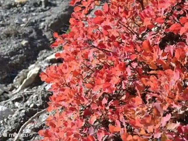 appartement huren in Frankrijk, Alpes-de-Haute-Provence, Allos – Les Bouleaux 2 Uitbundige herfstkleuren