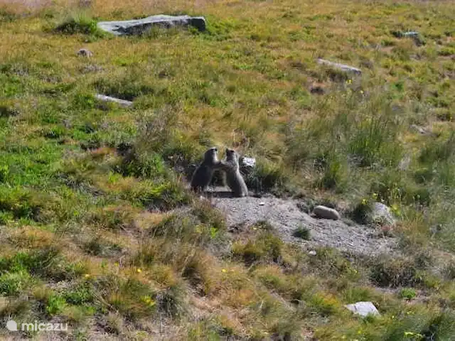 Location de Vacances France, Alpes-de-Haute-Provence, Allos, appartement - Les Bouleaux 3 Marmottes à l'état sauvage