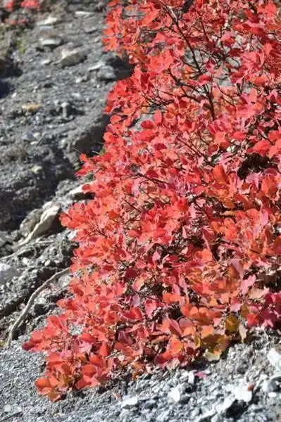 Exuberantes colores otoñales