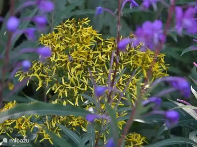 Location de Vacances France, Alpes-de-Haute-Provence, Allos, appartement - Les Bouleaux 3 Flore alpine