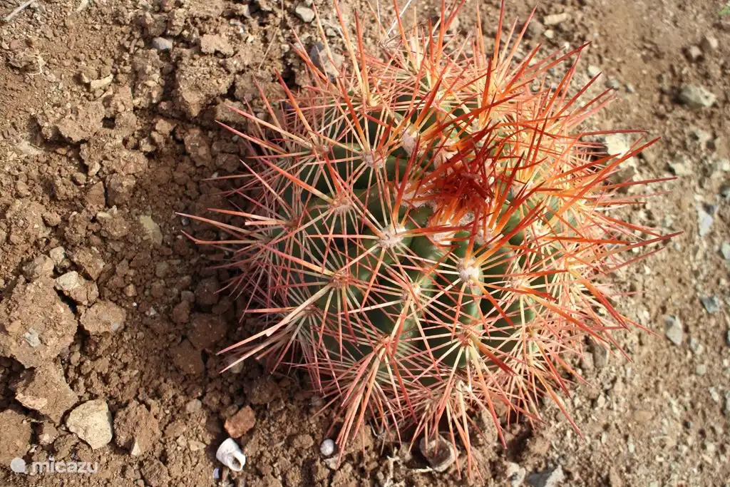 Atmósfera del jardín tropical