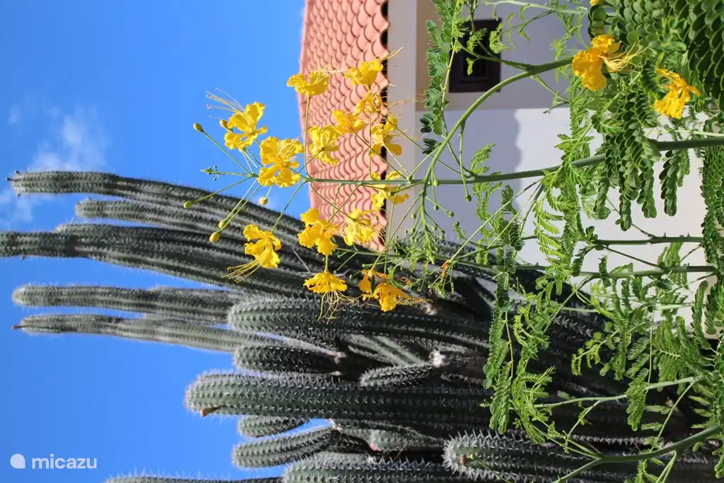Atmósfera jardín tropical