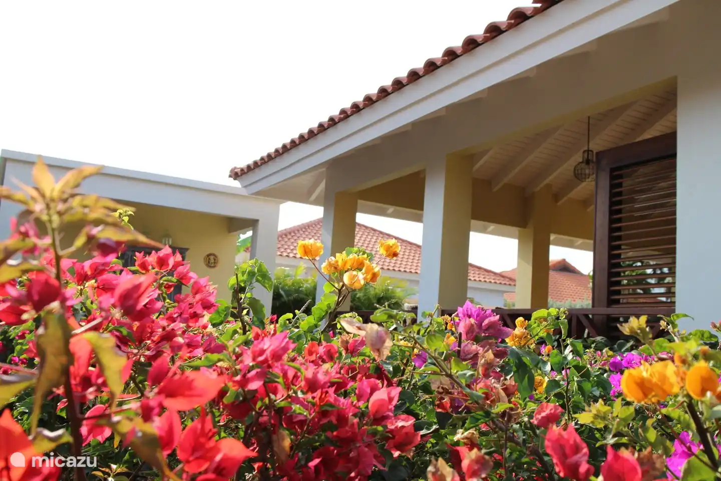 Un montón de flores de colores.