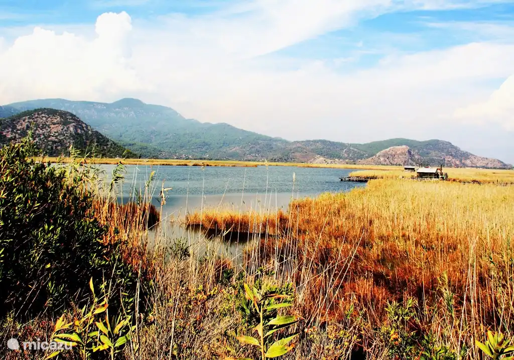 Der Fluss, der gesehen werden kann, große Schildkröten sind
