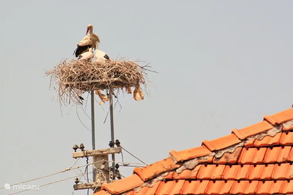 Stork mit Jungen