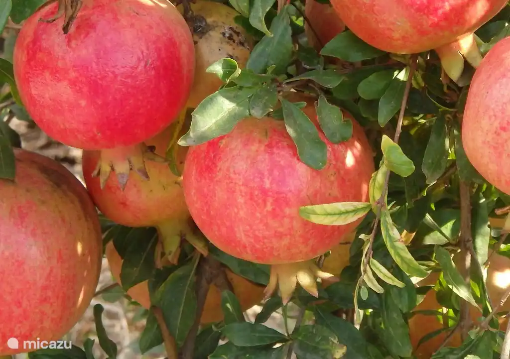 Granatäpfel