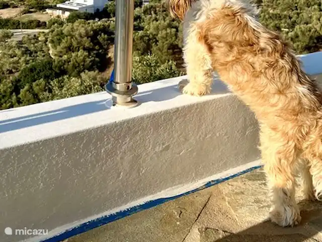 vista al puerto deportivo en Grecia, Creta, Plakias - apartamento Perro al acecho