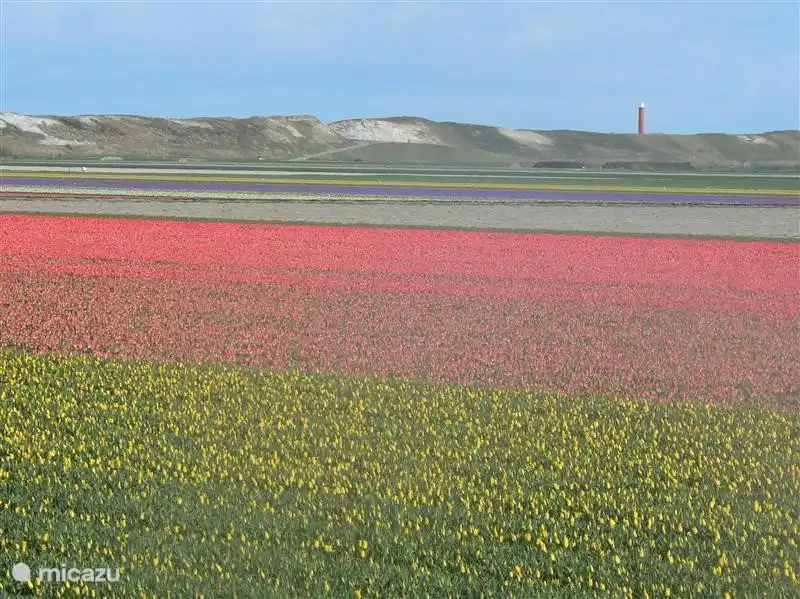 Au printemps au milieu de beaux champs de bulbes