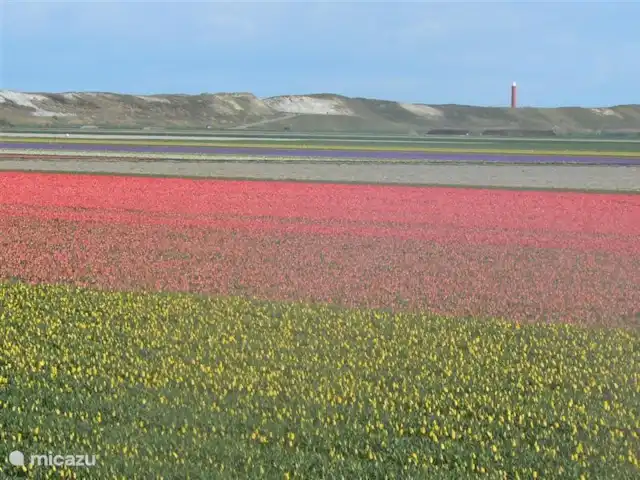 Location de Vacances Pays-Bas, Hollande du Nord, Julianadorp aan Zee, villa - Villa Ooghduyne Au printemps au milieu de beaux champs de bulbes