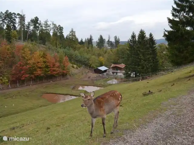 Casa de vacaciones Neuludwigsdorf en Alemania, Sauerland, Neuludwigsdorf - casa vacacional Zoológico de Frankenberg