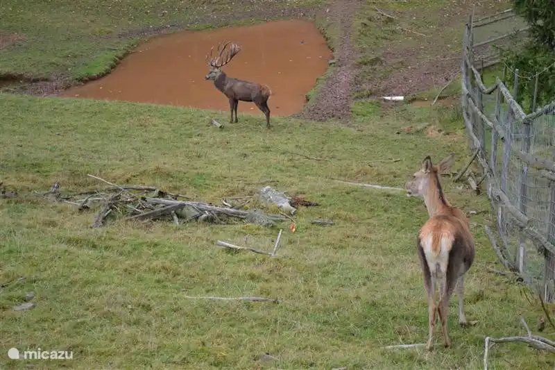 Tier Frankenberg mit Reh