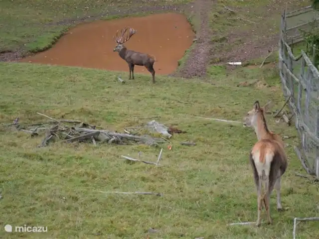 Casa de vacaciones Neuludwigsdorf en Alemania, Sauerland, Neuludwigsdorf - casa vacacional Zoológico de Frankenberg con ciervos