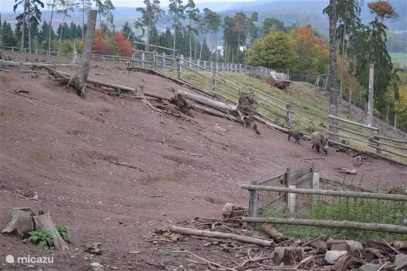 Tier Frankenberg mit Wildschwein